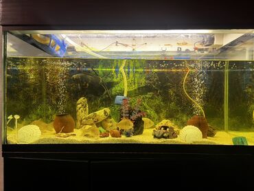 Akvariumlar: Böyük ölçülü şüşə akvarium komplekti - Ön və yanları şəffaf şüşəli — 2