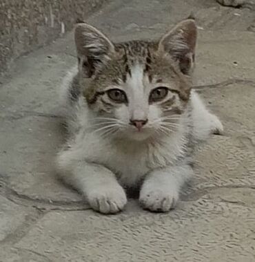 кошка с разными глазами: Кошка даром: Беспородная, 3 месяца, Мальчик