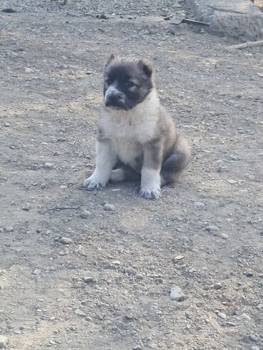 xaski itleri: Alabay, 1 ay, Dişi, Ünvandan götürmə