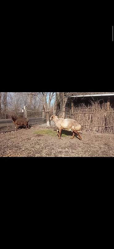 Баран, овца: Продаю | Овца (самка) | Для разведения | Матка — 3