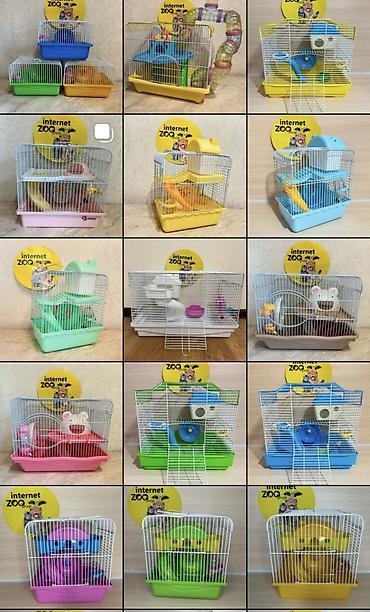 Хомяки: Продаются хомячки джунгарские, сирийские, ангорские пушистые хомячки — 19