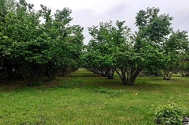 Ağaclar: Fındıq bağı – məhsuldar, baxımlı sahə - Mədəni fındıq kolları — 14
