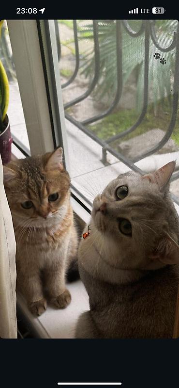 Pişiklər: Britan — 7