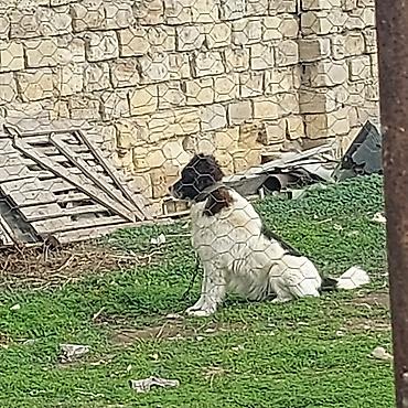 amadin quşu: 3 il, Erkək, Peyvəndli, Ünvandan götürmə, Pulsuz çatdırılma, Ödənişli çatdırılma — 2