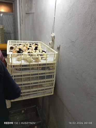 Digər quşlar: Her nov cuce satişi. xarkov çil 2m xarkov 1.50m atkas 3m avstroluq 3m — 8