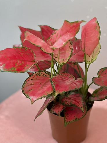 Аглаонемы: Аглаонема розовая (Aglaonema ‘Red’/‘Siam Aurora’ тип) в пластиковом — 1