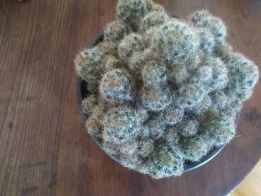 Sve za kuću i baštu: Kaktusi