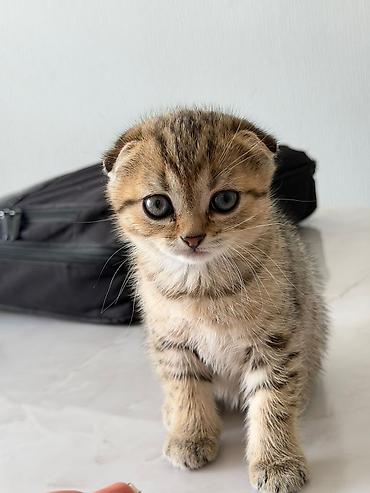 Кошки: Шотландская вислоухая — 3