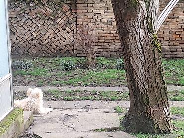 Gornji i donji deo: Polo Ralph Lauren trenerka.Nova sa etiketama.Crne boje,sa crvenim — 15