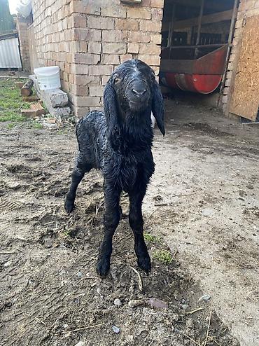 Баран, овца: Продаю | Баран (самец) | Арашан | Для разведения | Осеменитель — 6