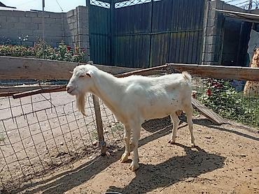 Козы, козлы: Продаю | Коза (самка) | Для молока | Племенные — 12