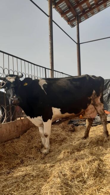 корова породы голштин: Продаю | Корова (самка) | Голштин | Для молока | Стельные