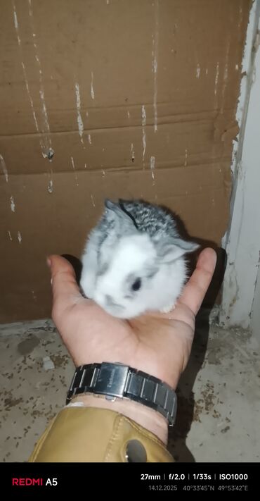 Gəmiricilər: Salam dovşan balaları satılır. Sevdiklərinizi yeni ilde sevindirmək — 3