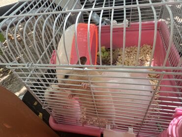 клетка для хомяка: Продаю сирийских хомяков 🐹 Отдам 2 сирийских хомяка вместе с