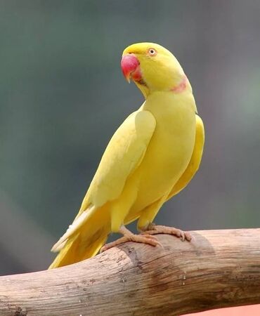 Птицы: Продaм мoлoдых ожереловый попугaев желтый 
3 шт 
Цена зa 1шт