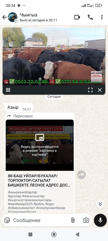 домик для кот: Https://youtu.be/F0VBi0ceeQA?si=LXPvxxVoWZpN6y47