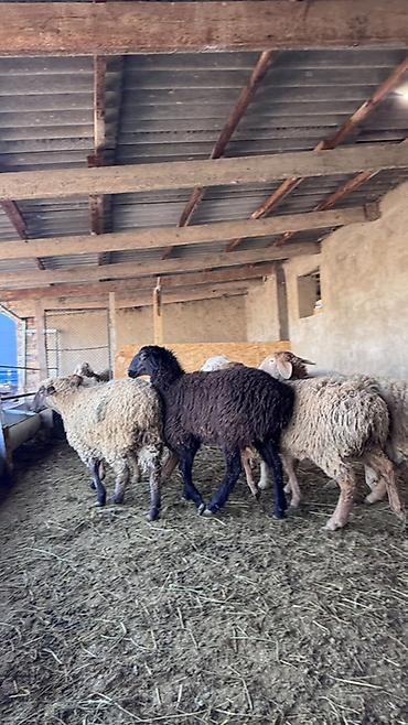 Баран, овца: Продаю | Овца (самка) | Для разведения | Матка — 13