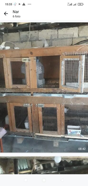 шотландский вислоухий котенок цена: 4 gözlü qəfəs satılır.Cucə bildirçin dovşan saxlamaq üçün əla