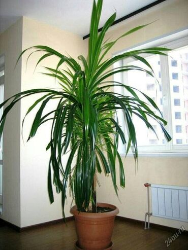 ���������� �������������� в Кыргызстан | Чайники: Пальма Панданус довольно эффектное, красивое растение, прибывшее к нам