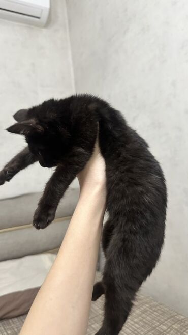 шарпей собака цена: Черный котёнок - Окрас: угольно‑чёрный, короткая густая шерсть -