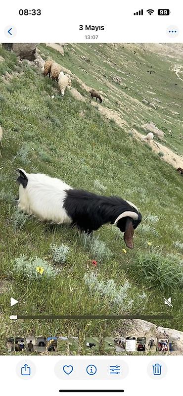 tutuquşu satılır: Erkək, Hələb, il: 2, Damazlıq, Ünvandan götürmə — 4