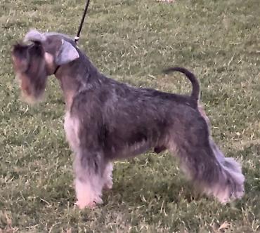 Psi: Patuljasti Snaucer Biber so boja 5 zenki 1 muzjak Stenad su iz — 11