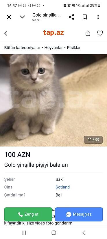 Pişiklər: Britan — 8