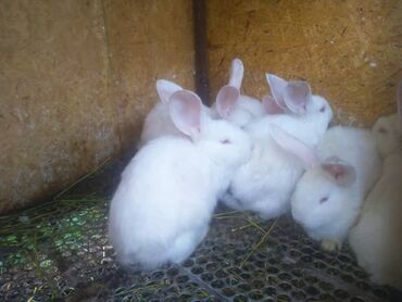 Декоративные кролики: Продаю крольчат полтора месяца