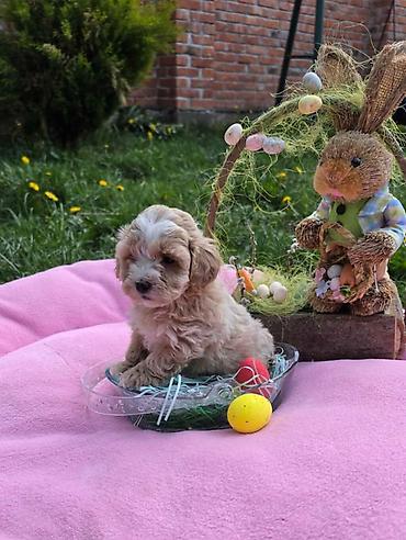 Predstavljamo vam novo leglo bebica maltipoo. Mama je mali maltezer a — 4