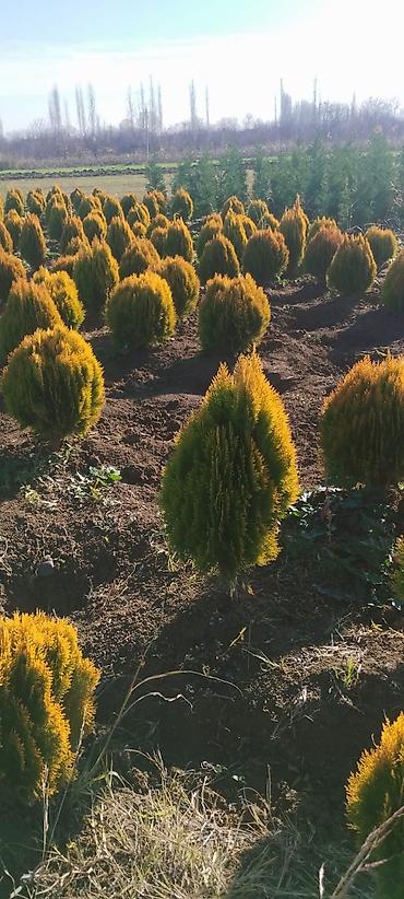 epimedium bitkisi satisi: Qızılı tuya – dekorativ həmişəyaşıl iynəyarpaq kollar - Növ: Thuja — 1