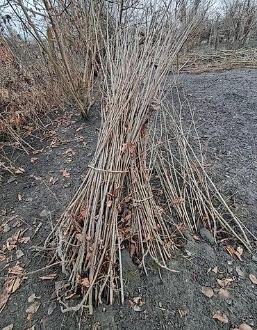 sam agaci satisi: Fındıq tingləri – köklü, açıq köklə - Bitki: Fındıq kolu (Corylus — 3