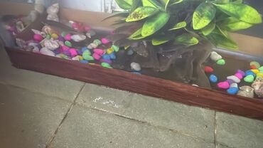 Akvarium aksessuar və ləvazimatları: Kütüm balıqlar yerim valaca oldugu üçün satoram 18-17 edəddir təcili — 1