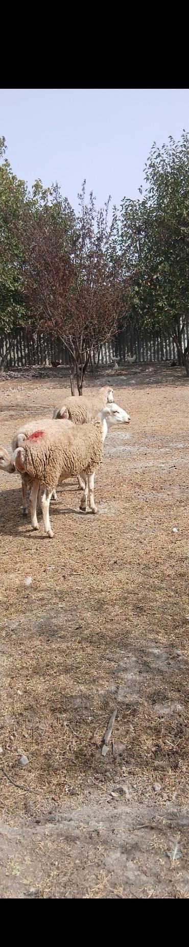 Sırf qaradolaq sortu erkəy toxlu.Ağcabədidən alınıb.Ünvan Şəki lalafo.az -da Sırf qaradolaq sortu erkəy toxlu.Ağcabədidən alınıb.Ünvan Şəki