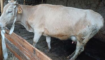 Коровы, быки: Продаю | Корова (самка) | Для молока