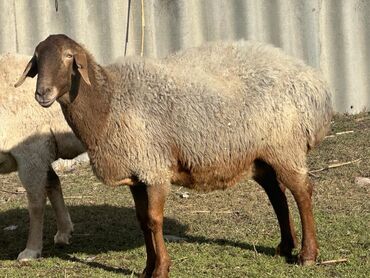 Бараны, овцы: Продаю | Овца (самка), Ягненок, Баран (самец) at lalafo.kg — 14 Бараны, овцы: Продаю | Овца (самка), Ягненок, Баран (самец) — 14