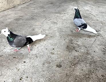 goyercin sekli: Salam tam sağlamdılar erkey maya ağbaşlar 12tükdü 2də heyvanlar — 3