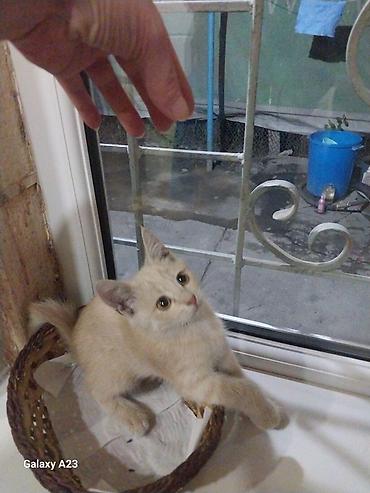 Мышыктар: Котёнок тигрового окраса девочка. рыжий мальчик, отдам в хорошие — 5