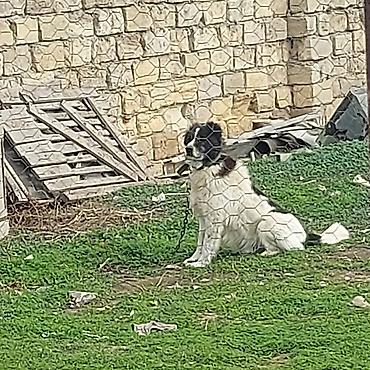 amadin quşu: 3 il, Erkək, Peyvəndli, Ünvandan götürmə, Pulsuz çatdırılma, Ödənişli çatdırılma — 4