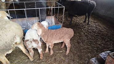 Баран, овца: Продаю | Овца (самка) | Для разведения | Матка — 7