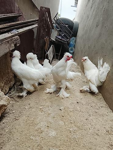 donuz heyvan: 4 xoruz 2 fərə Sultan Toyuqlari satilir 4 aylıqdi — 2