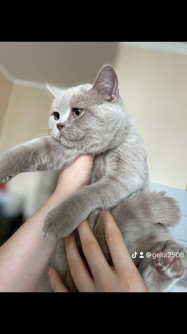 Коты: Продаётся лиловый котёнок, британская короткошёрстная.Характер
