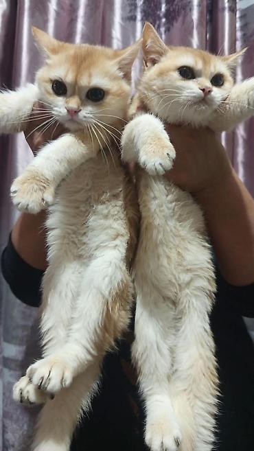 кошка породистые: Британские котята, окрас золотой с белым (shaded/golden). Круглая — 1