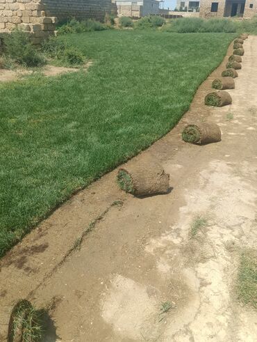 Ağaclar: BuQazon catrlma qurasdrma dekarativ agaclarin satişi 24/7 elaqe -da lalafo.az — 4 Ağaclar: BuQazon catrlma qurasdrma dekarativ agaclarin satişi 24/7 elaqe — 4