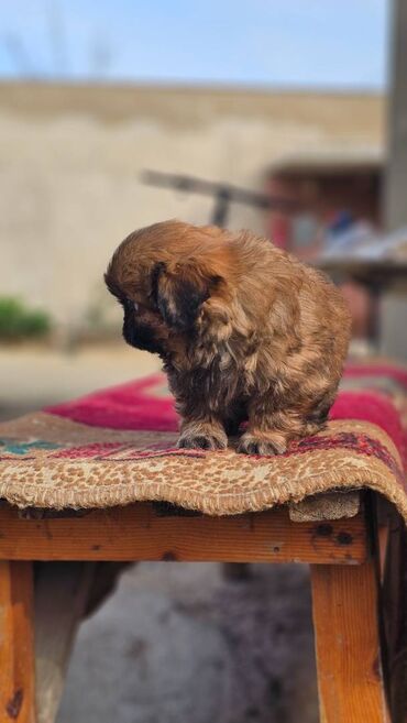 İtlər: Pekines, 2 ay, Erkek — 11