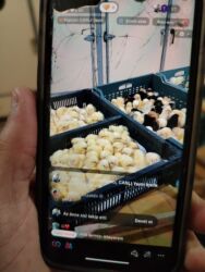 Коровы, быки: Куриные цыплята, Для разведения