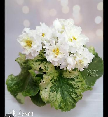 Фиалки и глоксинии: 🌱🌺🌱 Продаю сортовые ДЕТКИ стандартных, трейлерныхмини и полумини — 20