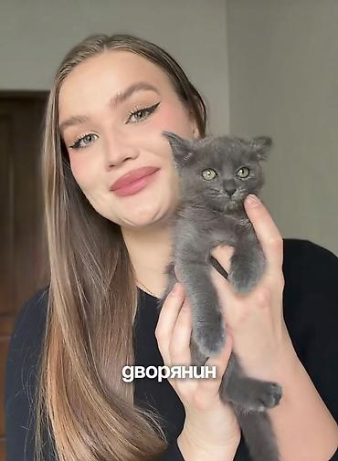 Продажа кошек: Продаю котика (мальчик) мать у него вислоухая,но он получился с — 1