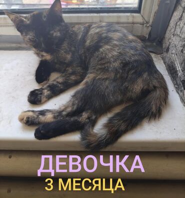 кошки в хорошие руки: Беспородная, 3 месяца, Девочка, Черепаховый