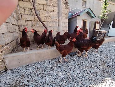 Голуби: Salam. Red island mayali yumurtaları. Sifariş qəbul olunur. Ünvan Binə — 1