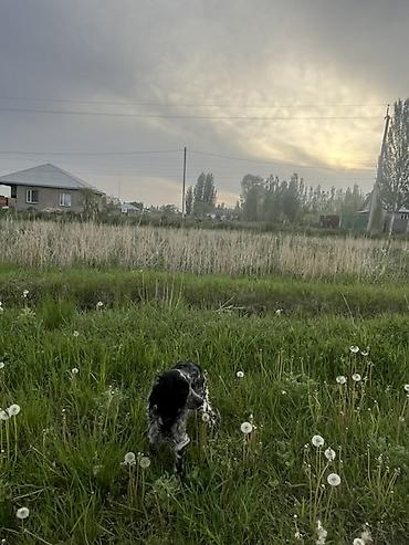 Продажа собак: Кокер-спаниель, 1 год, Самка, С прививкой — 6